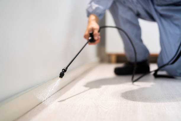Licensed Wasp Removal service in Woodhaven, MI - Show Me Pest Control